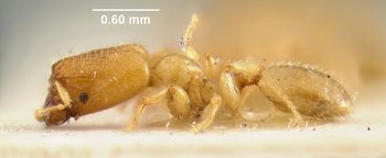 Media type: image;   Entomology 9201 Aspect: habitus lateral view